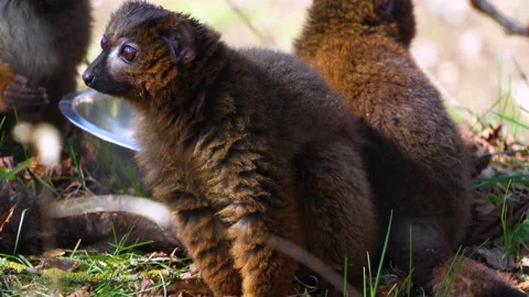 Close up of a brown lemur  Stock Footage 271207645