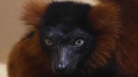 Close up of a brown lemur head Stock Footage 271208087