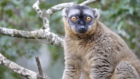 Close Up of Brown Lemur Sitting In Tree Looking Around, Madagascar Stock Footage 125351781