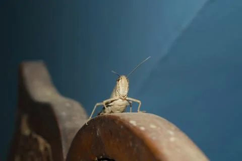 Close up of  brown lesser marsh grasshopper Stock Photos