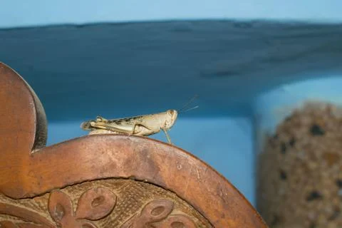 Close up of  brown lesser marsh grasshopper Stock Photos