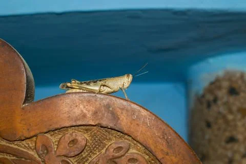 Close up of  brown lesser marsh grasshopper Stock Photos