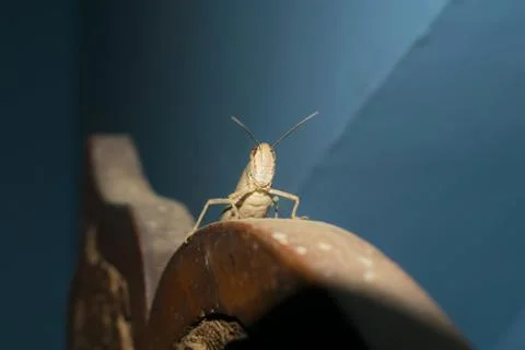 Close up of  brown lesser marsh grasshopper Stock Photos