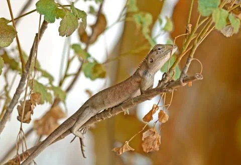 Close up Brown Lizard Camouflage on Branch Isolated on Nature Background Stock Photos