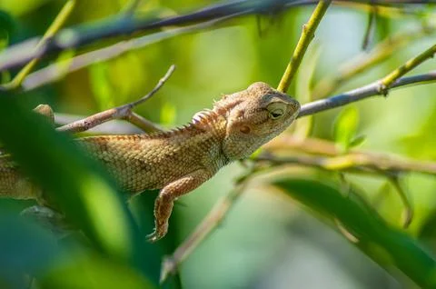 Close up of a brown lizard perched on a green branch with foliage in the ba.. Stock Photos