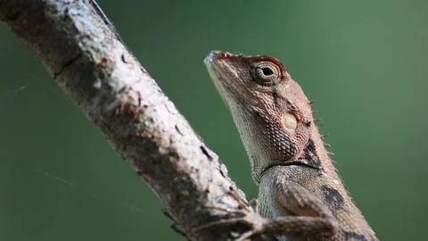 Close-up of a brown lizard perched on a tree branch Stock-Footage 297530419