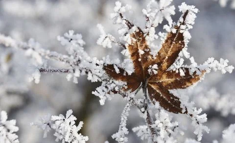 Close up with a brown maple leaf covered with frost in winter Stock Photos