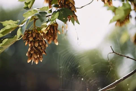 Close-up of brown maple seeds hanging on a branch with green leaves in autumn Stock Photos