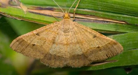 Close up of a brown moth Stock Photos