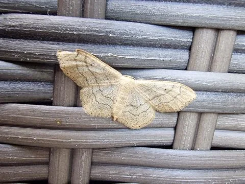 Close up of a brown moth with wings stretched out 写真素材