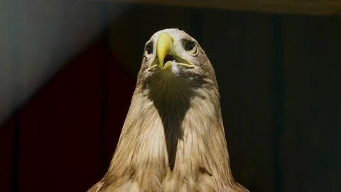 Close up of a brown mountain eagle Stock Footage 274264899