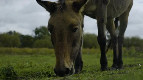 Close up of a brown mule grazing Stock Footage 219802299