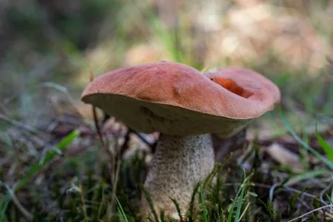 Close-up of a brown mushroom Stock Photos
