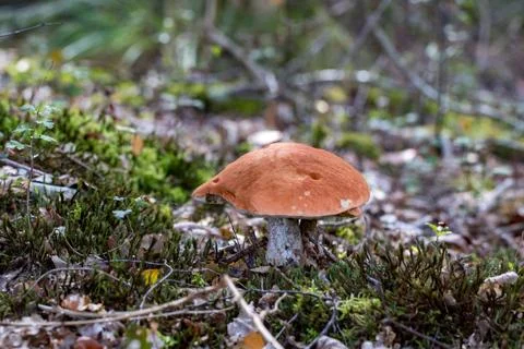 Close-up of a brown mushroom Stock Photos