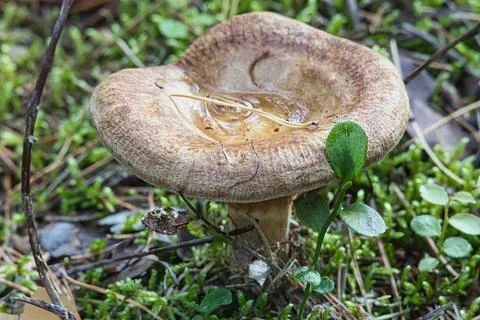 Close-up of a brown mushroom with a pine needle in its cap, surrounded by mos Stock Photos