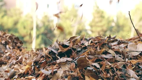 Close up of brown, orange and yellow leaves falling into a pile in a park Stock Footage 130738134