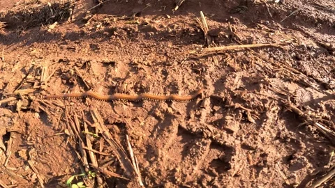Close-up of a brown-orange millipede with many segments and paired legs, Video stock 331095472