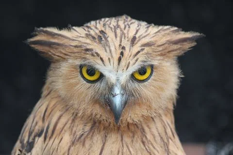 Close up of Brown Owl 写真素材