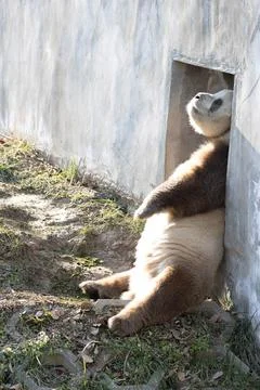 Close up Brown Panda, Qi Zai, relaxing on the yard, Luo Guan Tai forest par.. Photos