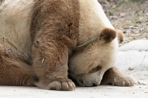 Close up Brown Panda, Qi Zai, Qinling Wildlife park, China Stock Photos