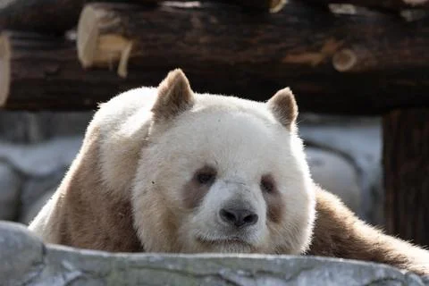 Close up Brown Panda, Qi Zai, Qinling Wildlife park, China Stock Photos