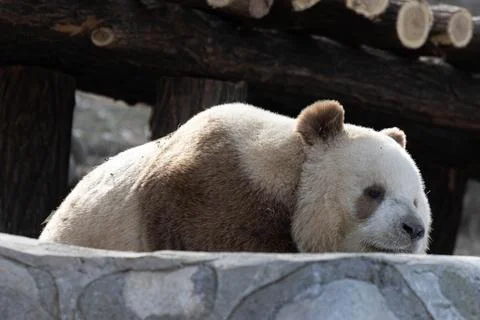 Close up Brown Panda, Qi Zai, Qinling Wildlife park, China Stock Photos