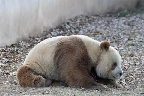 Close up Brown Panda, Qi Zai, Qinling Wildlife park, China Stock Photos