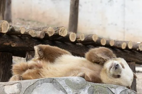 Close up Brown Panda, Qi Zai, Qinling Wildlife park, China Stock Photos