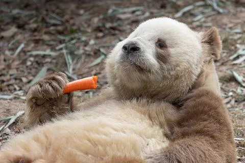 Close up Brown Panda, Qi Zai, Qinling Wildlife park, China Stock Photos