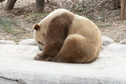 Close up Brown Panda, Qi Zai, Qinling Wildlife park, China Stock Photos