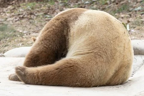 Close up Brown Panda, Qi Zai, Qinling Wildlife park, China Stock Photos