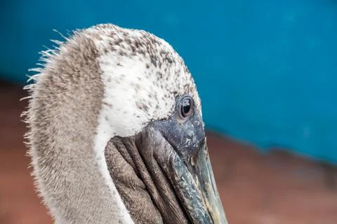 Close-up of a brown pelican showcasing its textured feathers and distinctiv.. Stock Photos