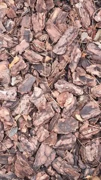 Close-up of brown pine bark mulch with small twigs, leaves Stock Photos