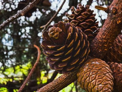Close-up of brown pine cones on branch in natural forest environment Stock Photos