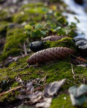  A close-up of a brown pinecone  Stock Photos
