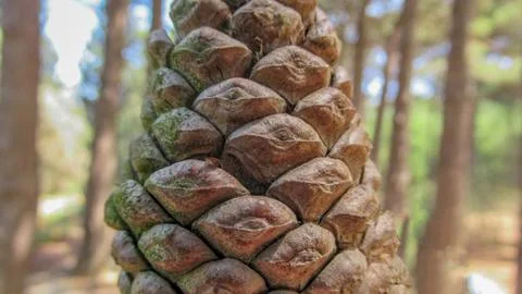 Close up of a brown pond pine in a forest Stock Photos