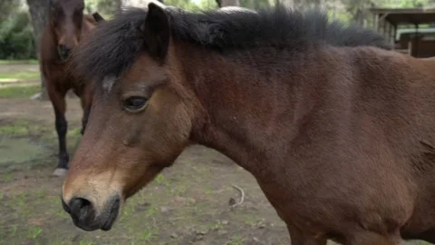 Close up of a brown pony Stock Footage 140512888