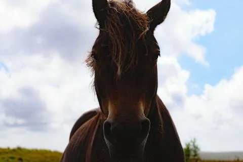 Close-up of a brown pony Stock Photos