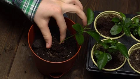 Close up of brown pot with a seedling standing next to trowel and tray of Stock Footage 128986237