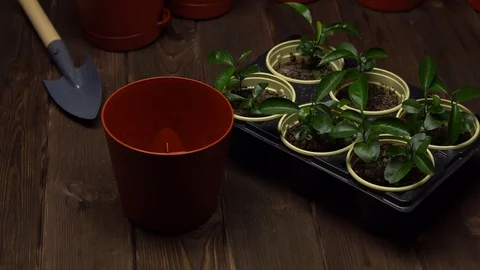 Close up of brown pot, trowel, tray with seedlings ready for transplanting. A Stock Footage 128985808