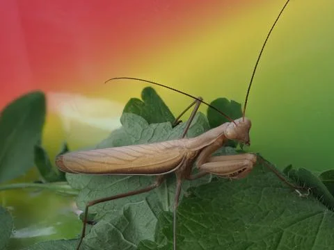 Close-up of a brown praying mantis Stock Photos