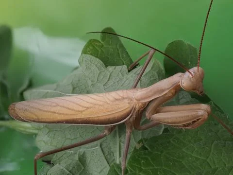 Close-up of a brown praying mantis Stock Photos