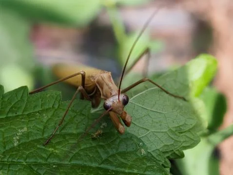 Close-up of a brown praying mantis Stock Photos