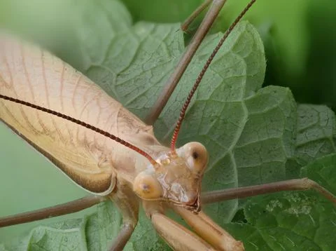 Close-up of a brown praying mantis Stock Photos