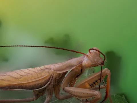 Close-up of a brown praying mantis Stock Photos