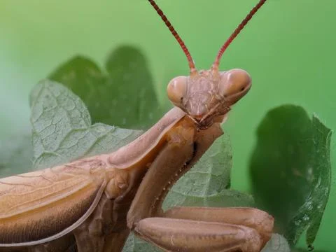 Close-up of a brown praying mantis Stock Photos