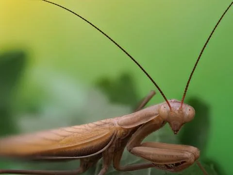 Close-up of a brown praying mantis Stock Photos