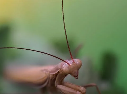 Close-up of a brown praying mantis Stock Photos