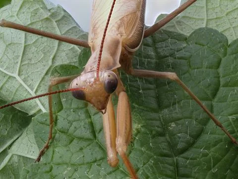 Close-up of a brown praying mantis Stock Photos