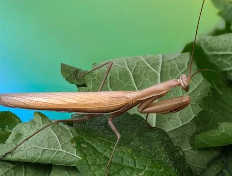 Close-up of a brown praying mantis Stock Photos